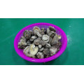 Shiitake Dried High Quality Smooth Mushroom